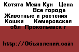 Котята Мейн Кун › Цена ­ 15 000 - Все города Животные и растения » Кошки   . Кемеровская обл.,Прокопьевск г.